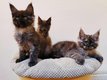 6 chatons Maine Coon cherchent leur future maison