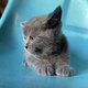 3 Chatons British Shorthair