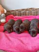 Chiots Labrador Chocolat