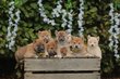 Shiba Inu chiots, levage Belge