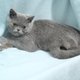 Chatons British Shorthair  - diffrentes couleurs