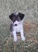 Chiots Border Collie