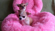 Magnifique chiot chihuahua poils court