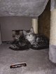 Chatterie : Chatons Maine-coon  rserver