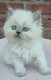 7 magnifiques Britishs Shorthairs et Longhairs