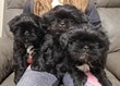 Chiots Shih tzu disponible de suite