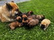 Chiots Eurasier