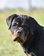 Magnifique femelle Rottweiler de 7 mois