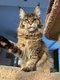 Maine Coon femelle adulte