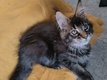 Magnifiques chatons  Maine coon