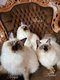 Trs joli Ragdolls   pedigree   adorables chatons