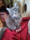 Magnifiques chatons  Maine coon