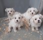 Bichons chiots disponibles