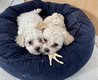 Bichon frise male et femelle