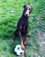 Dobermann  donner