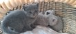 Chatons british shorthair