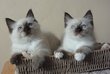 Chatons seal point et seal point mitted 100 %...