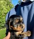 Superbes chiots Yorkshire  rserver