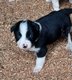 Border collie noir et blanc