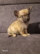 Chiot chihuahua