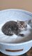 Scottish straight (british shorthair) avec...