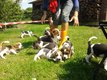 Chiots beagle pure race levs en famille