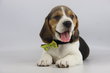 Beagle chiots, elevage Belge