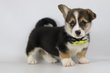 Welsh Corgi Pembroke