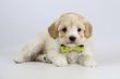 Maltipoo chiots, lvage Belge