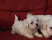 Bichons maltais disponible