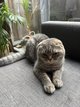 Mle Scottish fold bleu tabby