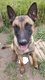 Berger Malinois de 17 mois  donner