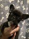 Bouledogue franais chiot mle bring