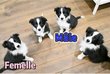 Qualit chiots Border Collie