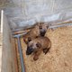 Disponible de suite chiots Berger malinois