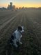 Jeune border collie bleu merle