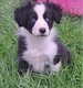 Chiots Border Collie