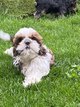 Shih Tzu chiots