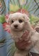 A rserver chiot bichon maltais