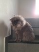 British Longhair bleue  adopter