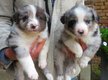 Adorables chiots Border Collie