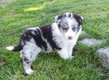 Adorables chiots Border Collie