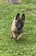 Chiot malinois