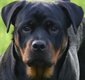 Femelle Rottweiler