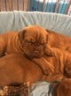 Chiots Dogues de Bordeaux disponible  la...