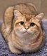 Chat mle british Shorthair