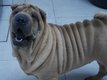 Chiot shar-pei pur race