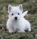 Chiot Westie