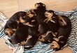 Chiots rotweiller