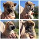 Magnifiques chiots Shiba Inu disponibles de suite